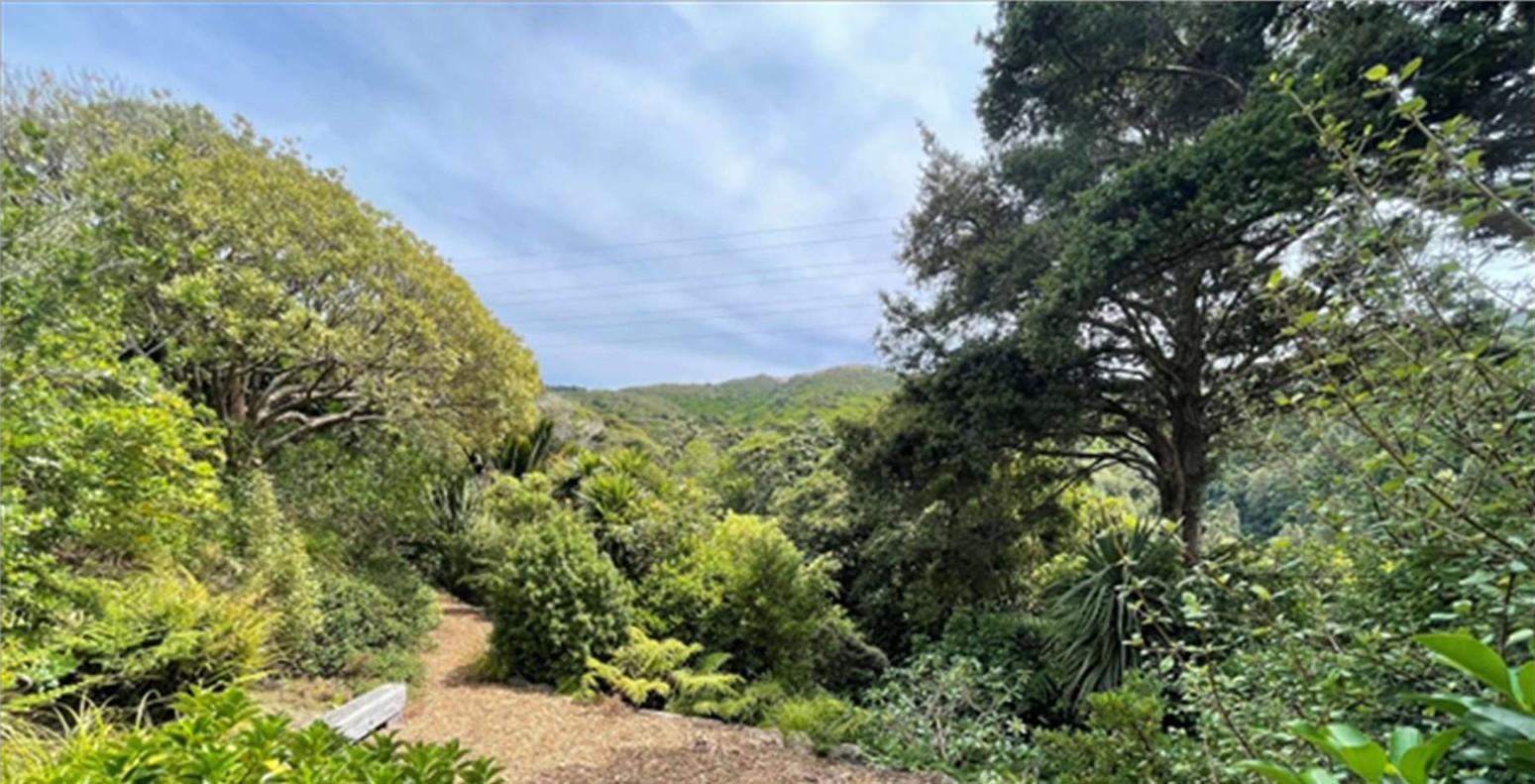 Regenerating bush at Ōtari-Wilton's Bush