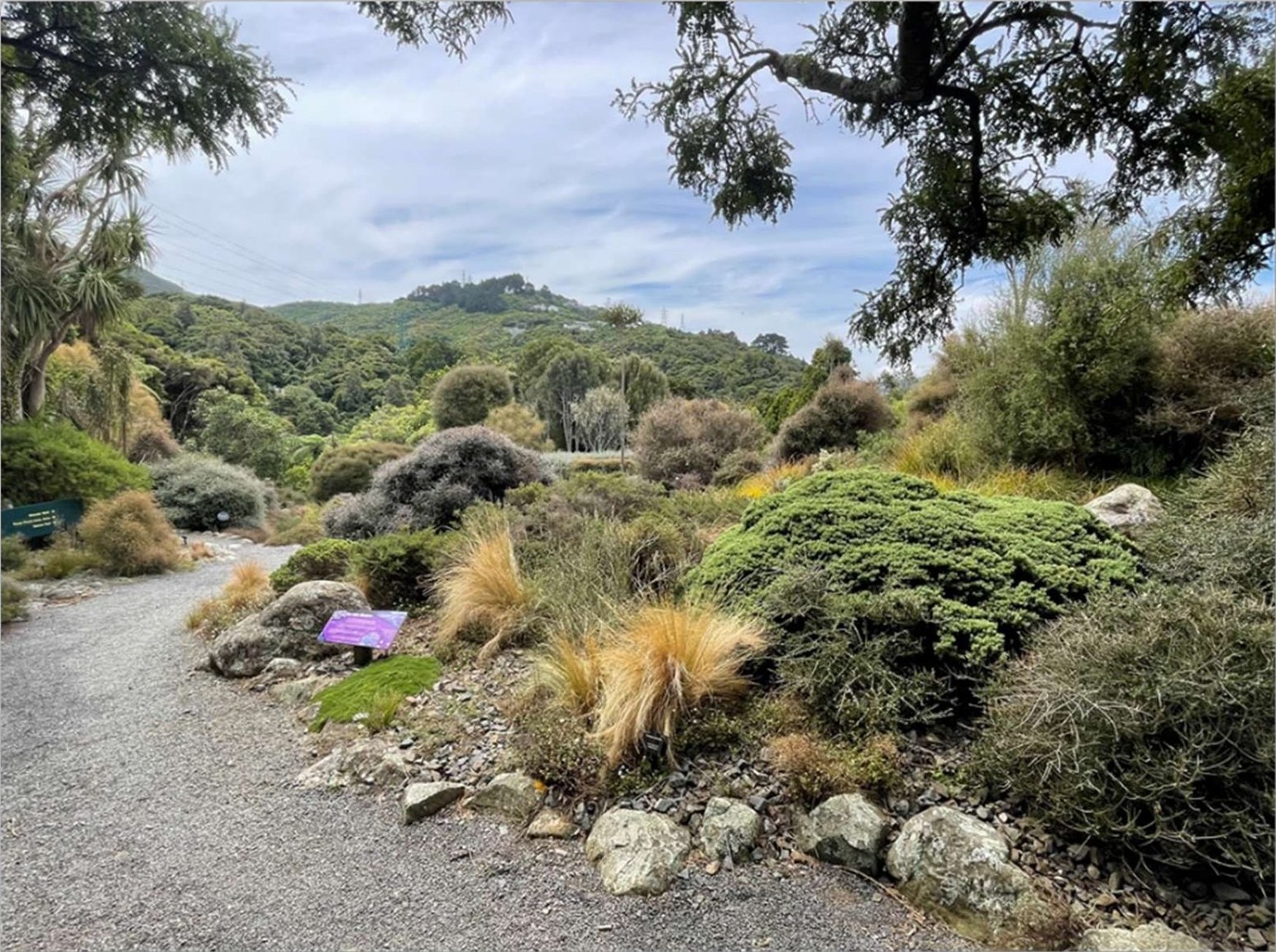 The rock garden at Ōtari-Wilton's Bush, with the hills behind
